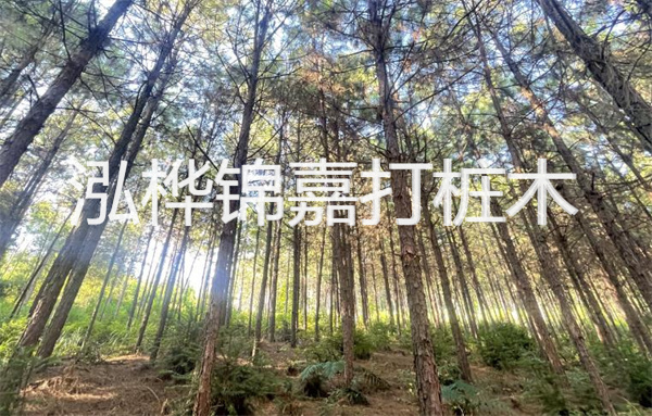 護(hù)岸施工有松木樁方案，你了解嗎？